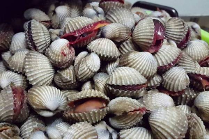 Kerang